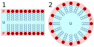 2000px-Lipid_bilayer_and_micelle.svg
