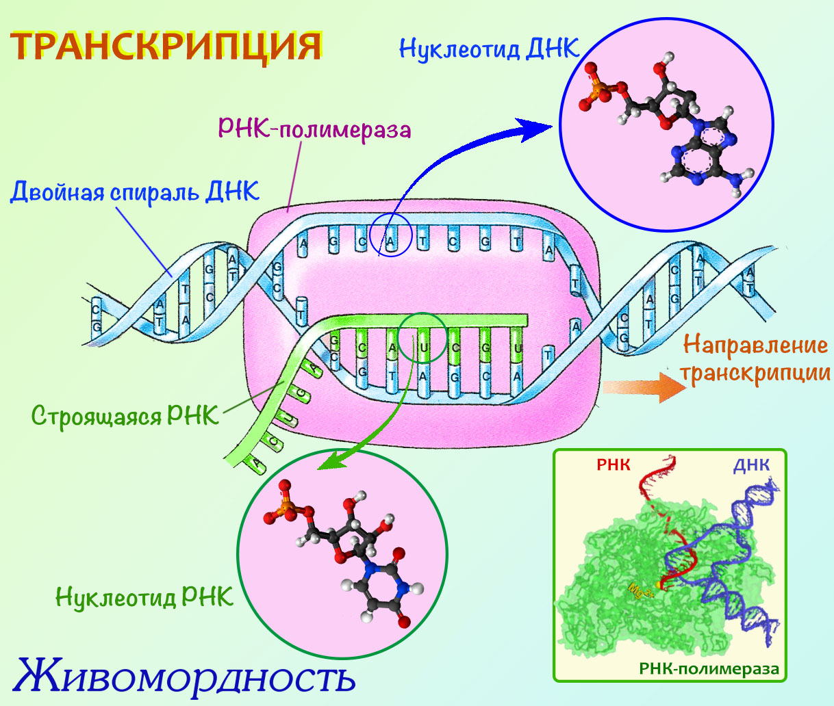 Биосинтез гена. Схема транскрипции синтеза белка. Процесс транскрипции ДНК. Транскрипция РНК схема. Схема процесса транскрипции.