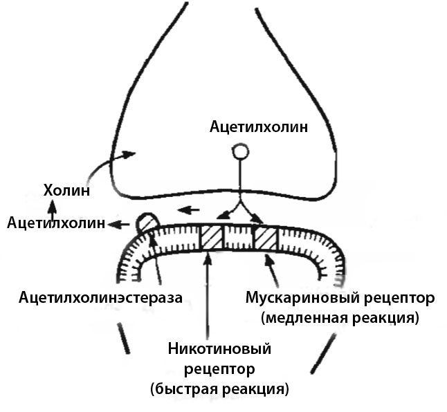 Ацетилхолин тормозит