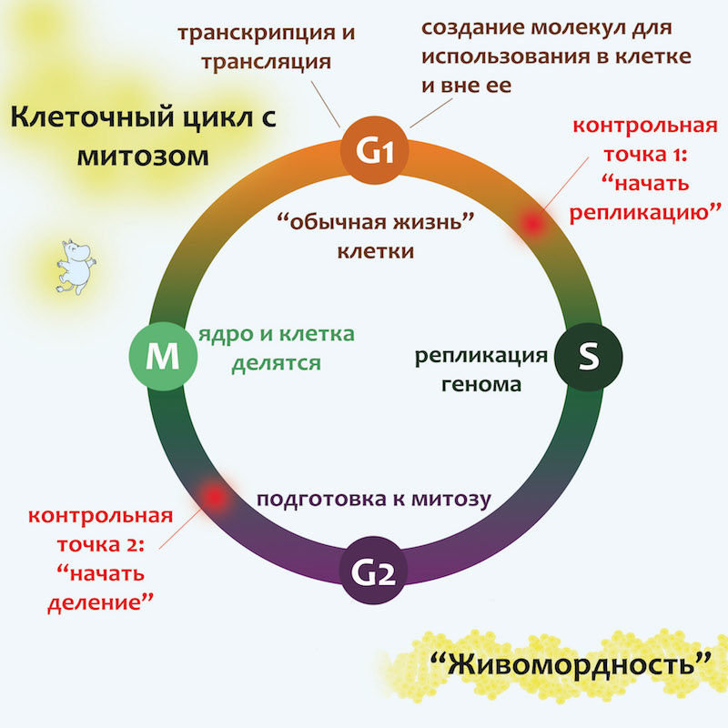 Установите последовательность процессов жизненного цикла клетки. Жизненный цикл клетки схема. Схема клеточного цикла. Этапы жизненного цикла клетки схема. Круговая диаграмма жизненного цикла клетки.