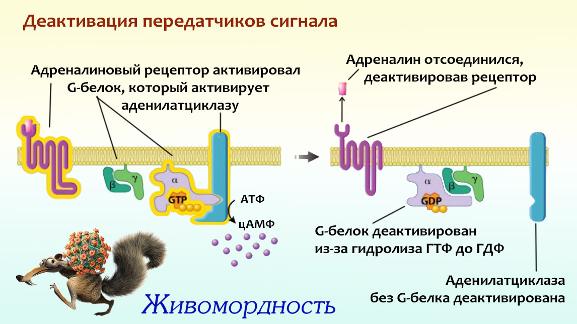 Белки связывают воду. Механизм сигнала g белка. Механизм активации g-белков. Активация g белков. Строение g белка.