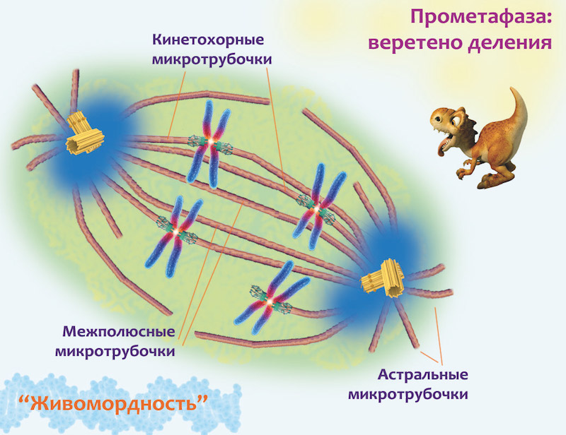 Полюса веретена деления