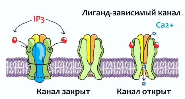 Метроном: как руководить разрядами?