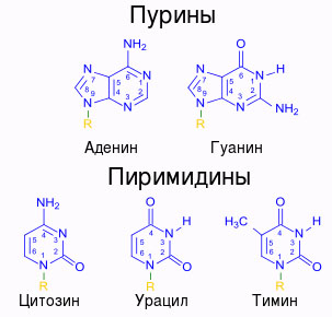 Гуанин соответствует