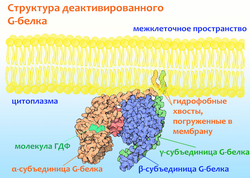 Гидрофобные связи белка. Гидрофобные белки и мембрана. Гидрофобный белок. Гидрофобное взаимодействие белков. Гидрофильные и гидрофобные белки.