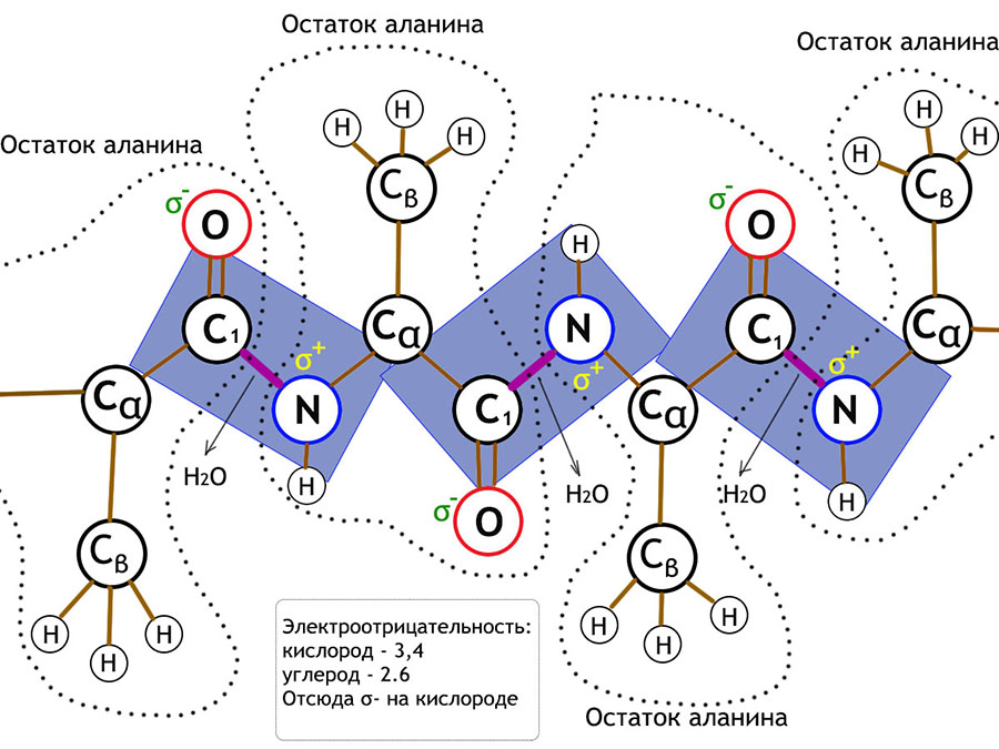 Аланин пептидная связь. Связи в аланине. Бесконечный учебник. Боковые тетрапептиды.