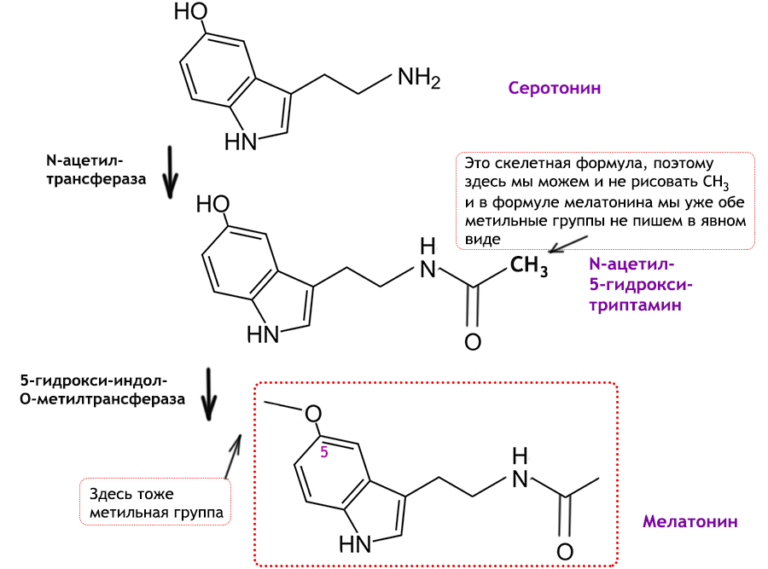 Мелатонин строение гормона. Превращение триптофан серотонин мелатонин. Серотонин гормон формула. Серотонин схема синтеза.
