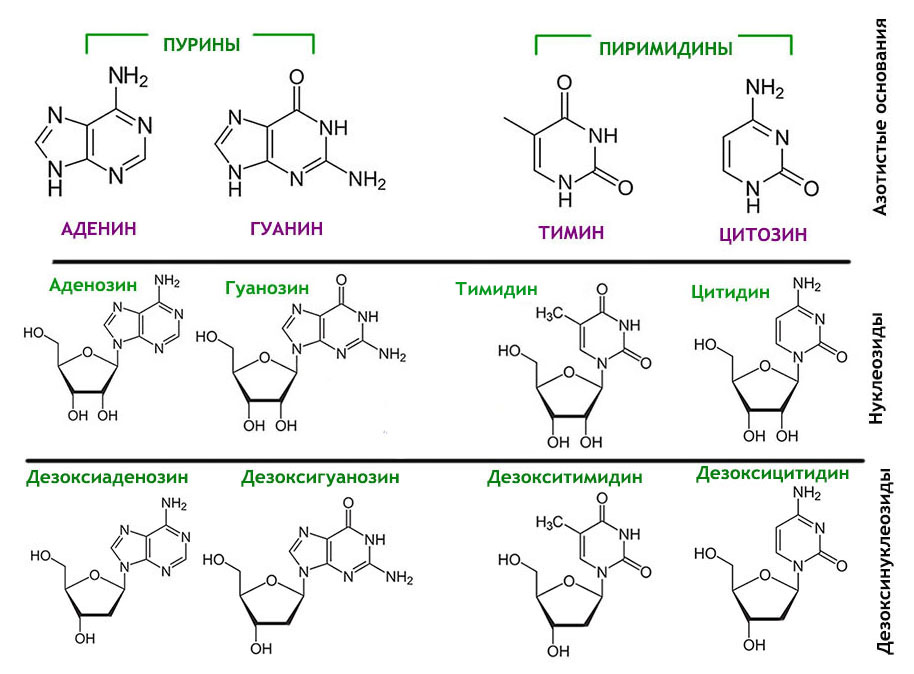 Рнк содержит тимин. Аденин гуанозин. Гуанозин в гуанин. Нуклеозид из гуанина. Нуклеотид Тимин.