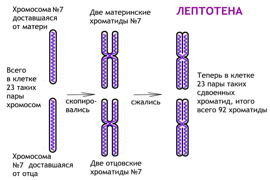 Образование четырех клеток образование однохроматидных хромосом. Строение хромосомы хроматиды. Строение хроматиды. Строение однохроматидные хромосомы. Схема хромосом и хроматид.